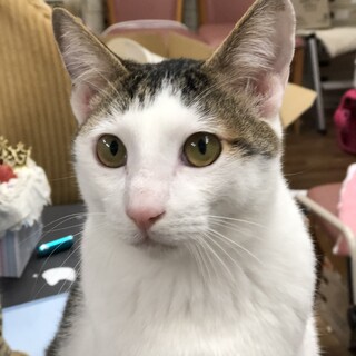 猫ちゃんとまったりしたい方は、まこちゃん
