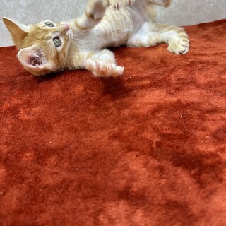 体重はあるけど細く見える！スリムキャット❤キヨ