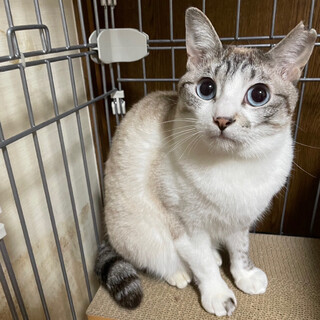 【6/18譲渡会】シロちゃん