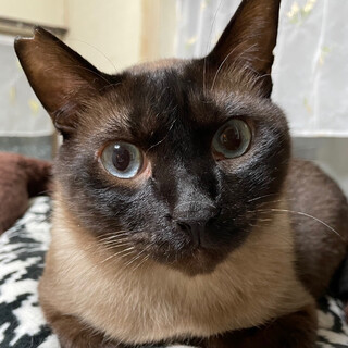 【6/18譲渡会】タヌ吉くん