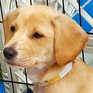 大きな垂れ耳が可愛い【すみれちゃん】４ヵ月位