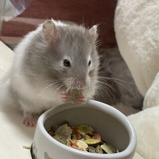 ゴールデンハムスター5匹　オス3匹　メス2匹