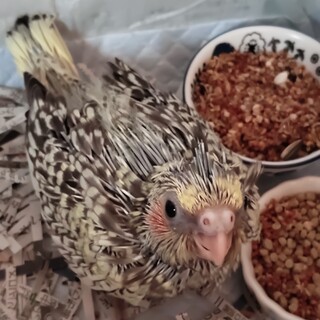 里親決定しました