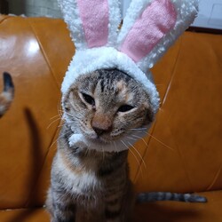 つくば（研究学園）猫の里親会 サムネイル1