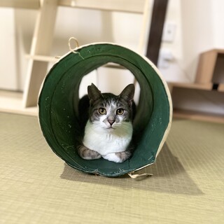 活発で甘え上手な兄弟猫！