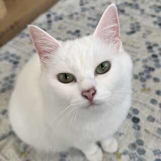 もふもふ甘えん坊ガール♡メイ