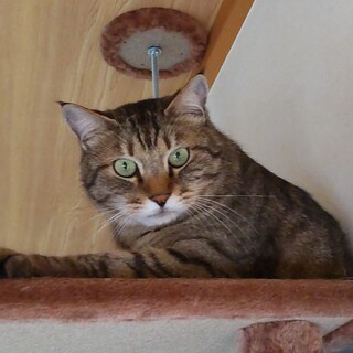 甘えん坊男子ビビ君！