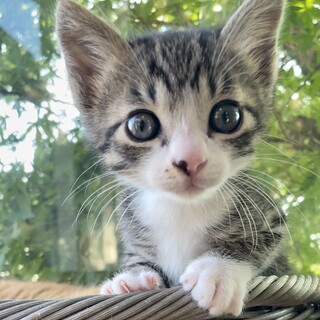 【キジ白】生後1ヶ月半 男の子