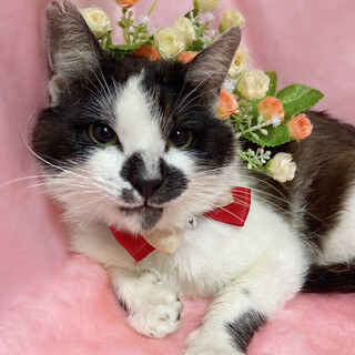 なでなで大好き♪おっとり穏やか『才蔵くん』