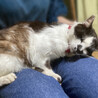 なでなで大好き♪おっとり穏やか『才蔵くん』 サムネイル4