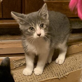 【6/18東日本橋】リツちゃん♡2ヶ月