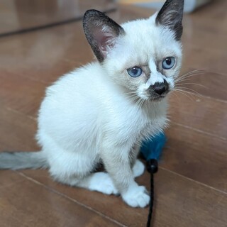 くっついて歩きます　シャム風ポムちゃん