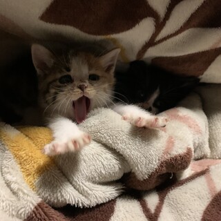 道路の真ん中にいた2匹