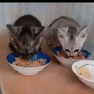 仔猫のママを募集してます！