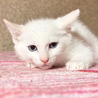 【6/18東日本橋】アクアコネリーくん♡2ヶ月