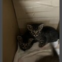 4匹の子猫の里親募集です。