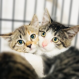 個性が様々な3兄妹!!【FIV陽性】