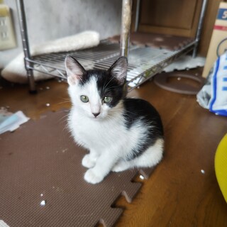 白黒依風希ちゃん里親さん募集