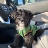 事情で飼えなくなった飼い主さんからの一時預かり中。 サムネイル2