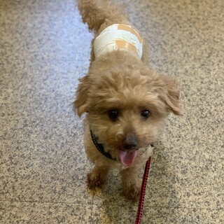 とても元気で甘えん坊トイプードル男の子