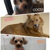 COCO&MUMU&NICOママ♪さん