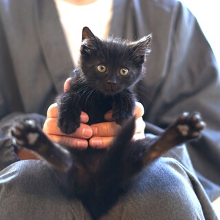 ふわふわ半長毛★くろねこ