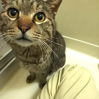 甘えん坊♡まんまる丸顔の福之助