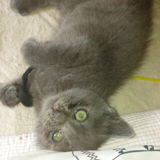 かわいいグレーの男の子です。