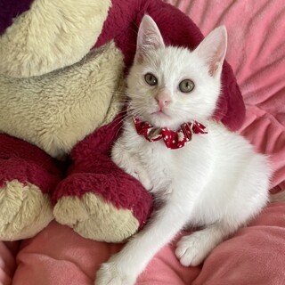 【7/30東銀座】鈴白くん3ヵ月♪