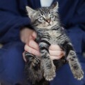 ふわふわ半長毛★アメショー柄