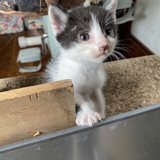 4/29生まれの白黒ハチワレ、黒トラ