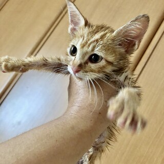 ありがとうございました★茶虎の可愛いレオナちゃん