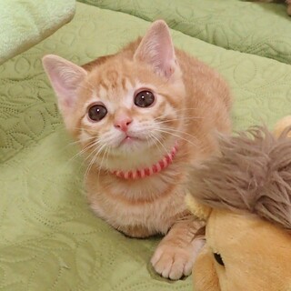 【6/18東銀座】あいちゃん２ヵ月半♪