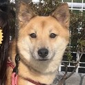 まだ怖がりの元野犬くん