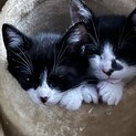 生後3か月の子猫保護