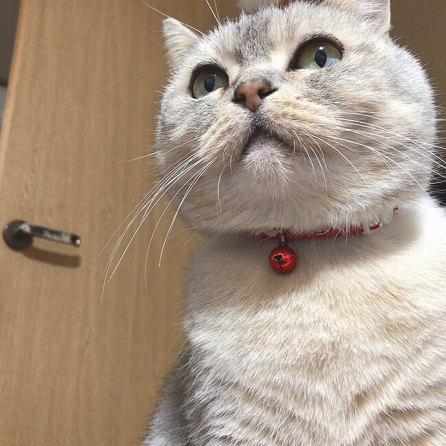 アメとニコのカバー写真