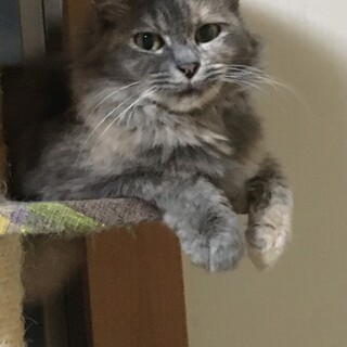 【6/25⭐️堺東にて譲渡会】参加猫くるみちゃん