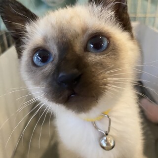 シャム猫　スマちゃん