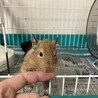 デグー　 サムネイル2