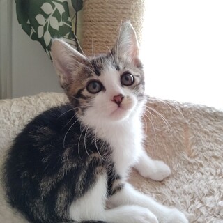 渦巻き模様★幼顔のキジ白ルビーくん★3ヶ月