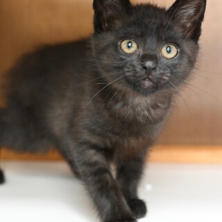 クロトラのバットンちゃん！