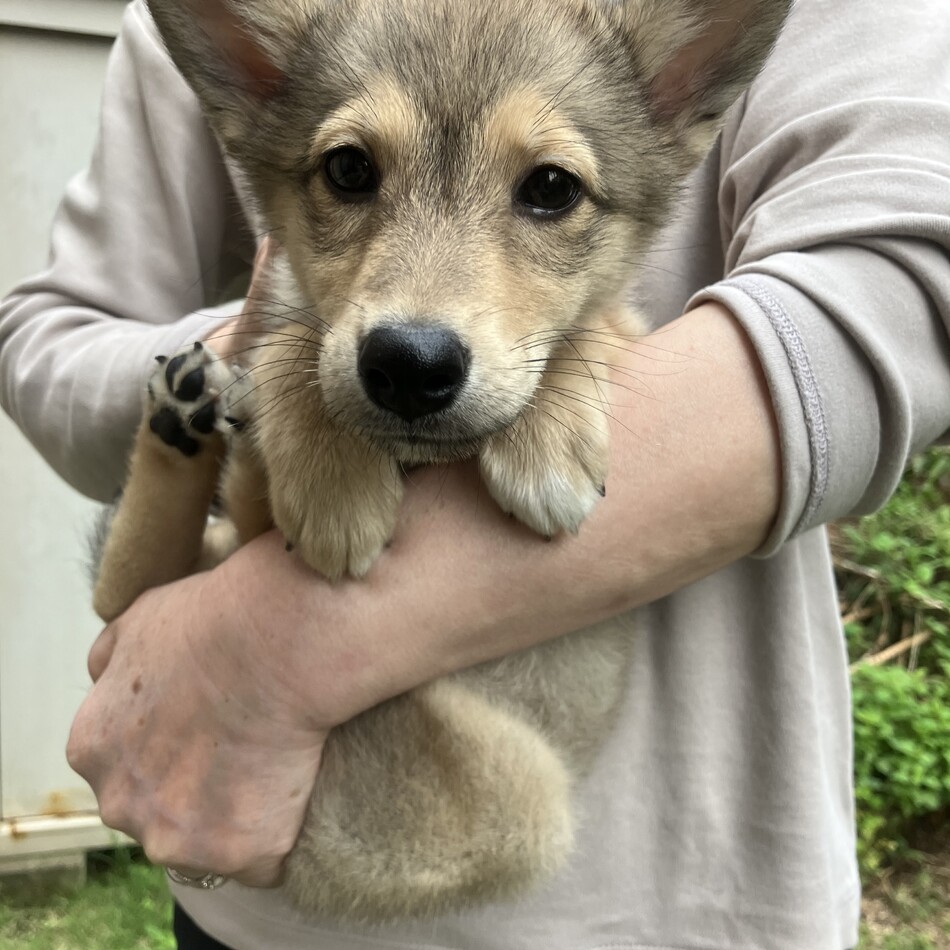 あずさのカバー写真