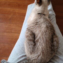 第３回　大口猫の会　ねこふぇす