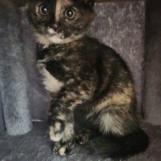 サビの女の子　ゴマちゃん