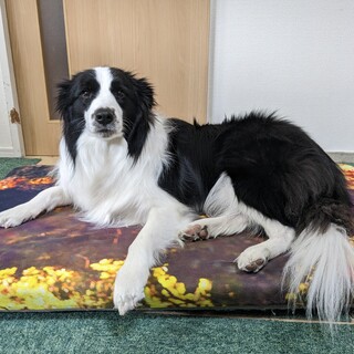 ボーダーコリー里親募集