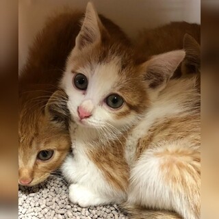 （県外可）三兄弟子猫のファミリー募集