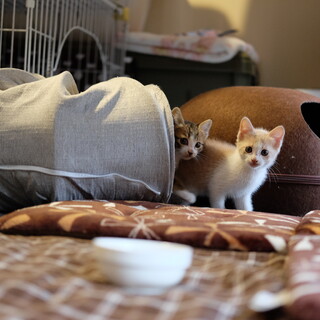仔猫2匹♂の里親募集　　お母さん猫（里親募集中）