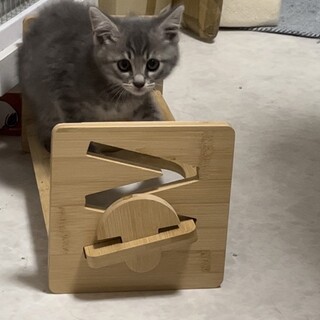 兄弟にならって行動します　　スピカちゃん