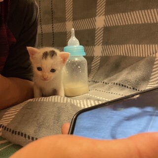 子猫を拾ったので里親募集します。