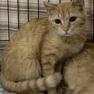 ケンちゃん・穏やかな食いしん坊